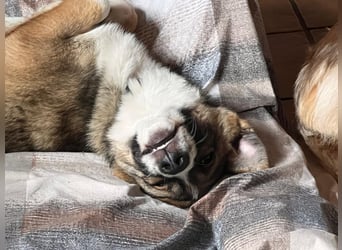 Valentin - Sonnenschein auf 3 Beinen