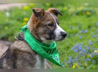 Valentin - Sonnenschein auf 3 Beinen