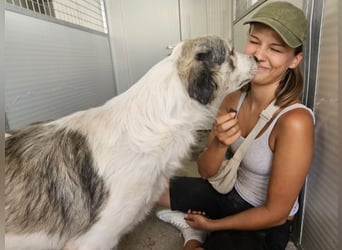 Davide:  ein Seelenhund