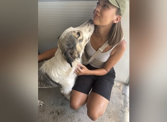 Davide:  Traumhund für "Große Hunde-Freunde"