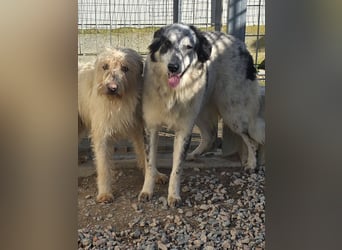 Mila: starke Schulter zum Anlehnen gesucht