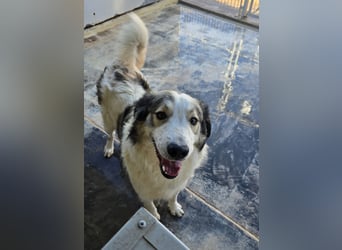 Davide:  Traumhund für "Große Hunde-Freunde"