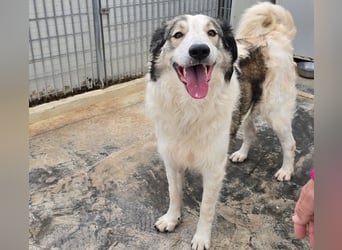 Davide: Traumhund ohne Wenn und Aber