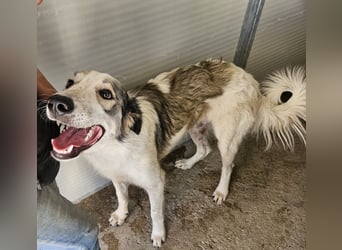 Davide:  Traumhund für "Große Hunde-Freunde"