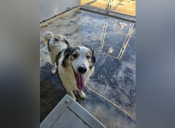 Davide:  Traumhund für "Große Hunde-Freunde"