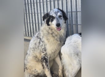 Mila: starke Schulter zum Anlehnen gesucht