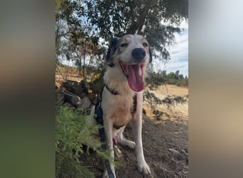 Davide:  Traumhund für "Große Hunde-Freunde"