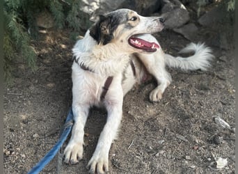 Davide:  Traumhund für "Große Hunde-Freunde"