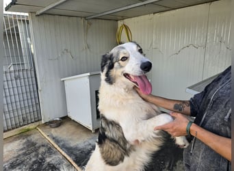 Davide: Traumhund ohne Wenn und Aber