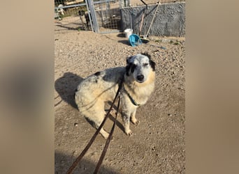 Mila: starke Schulter zum Anlehnen gesucht