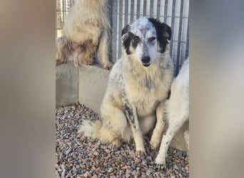 Mila: starke Schulter zum Anlehnen gesucht