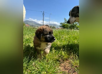 Ruhiger Asteri sucht liebevolle Familie