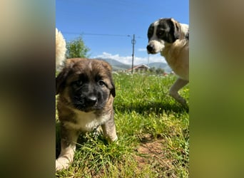 Ruhiger Asteri sucht liebevolle Familie