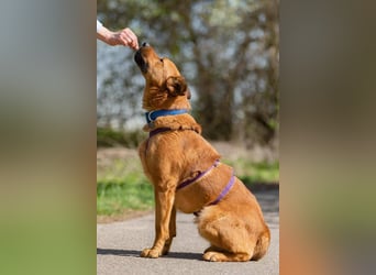 Wunderbarer Mandarin sucht seine Familie