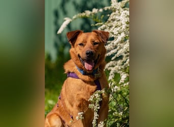 Wunderbarer Mandarin sucht seine Familie