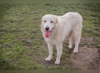 Chip-Nr. 249319 - das freundliche Kerlchen freut sich auf tolle Abenteuer mit seiner Familie!
