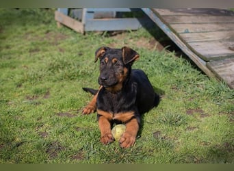 Welpe ABBY - ich suche eine Familie die mich liebt und niemals alleine lässt...