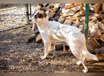 MARLON - der große und starke liebe Junge sucht eine unternehmungslustige Familie