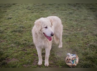 Chip-Nr. 249319 - das freundliche Kerlchen freut sich auf tolle Abenteuer mit seiner Familie!