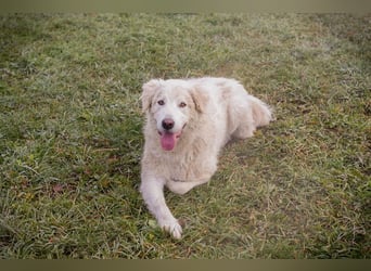 MAROS - das freundliche Kerlchen freut sich auf tolle Abenteuer mit seiner Familie!