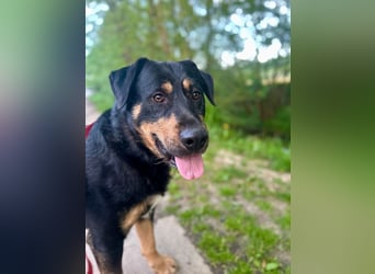 OSKAR - wer zeigt dem verspielten, klugen Rüden, wie schön ein Hundeleben sein kann?