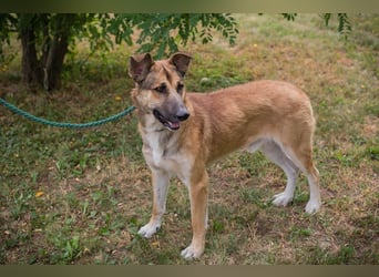 AUSTIN - der neugierige und unkomplizierte Junghund freut sich auf eine eigene Familie!