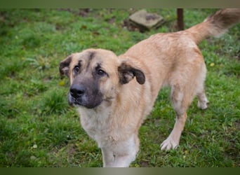 SERINA - die hübsche Maus freut sich auf tolle Abenteuer mit ihren Menschen!