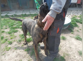 SHELL - Welche starke, erfahrene Hand zeigt mir das Leben?