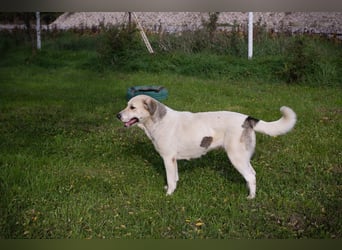 KAMILA - ruhige, nette und besonnene Herdenschutz-Mix-Hündin sucht erfahrene Familie