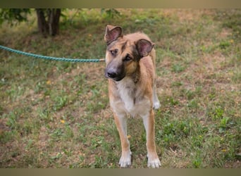 AUSTIN - der neugierige und unkomplizierte Junghund freut sich auf eine eigene Familie!