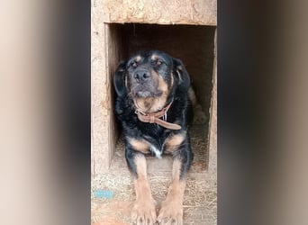 OSKAR - wer zeigt dem verspielten, klugen Rüden, wie schön ein Hundeleben sein kann?