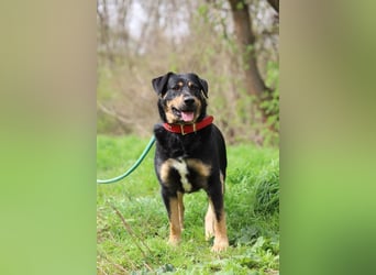 OSKAR - wer zeigt dem verspielten, klugen Rüden, wie schön ein Hundeleben sein kann?