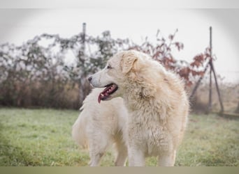 MAROS - das freundliche Kerlchen freut sich auf tolle Abenteuer mit seiner Familie!