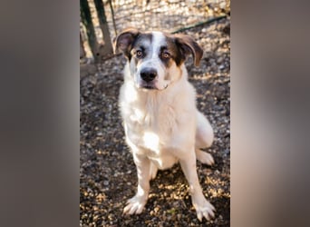 MARLON - der große und starke liebe Junge sucht eine unternehmungslustige Familie