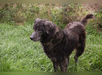 ORION - der ruhige, zugängliche und brave Rüde liebt Menschen und Artgenossen