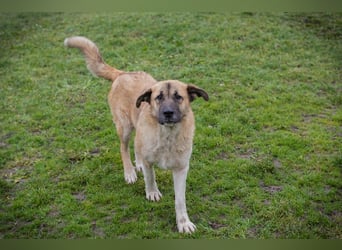 SERINA - die hübsche Maus freut sich auf tolle Abenteuer mit ihren Menschen!