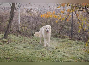 Chip-Nr. 249319 - das freundliche Kerlchen freut sich auf tolle Abenteuer mit seiner Familie!