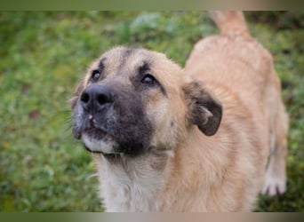 SERINA - die hübsche Maus freut sich auf tolle Abenteuer mit ihren Menschen!