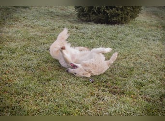 Chip-Nr. 249319 - das freundliche Kerlchen freut sich auf tolle Abenteuer mit seiner Familie!