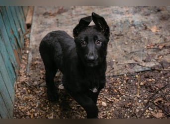 Welpe Chip-Nr. 264844 - der süße Racker freut sich auf spannende Abenteuer mit seinen Menschen!