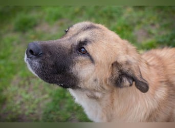 SERINA - die hübsche Maus freut sich auf tolle Abenteuer mit ihren Menschen!