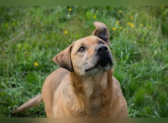 QUINCY - der ruhige + verschmuste große Rüde möchte das Leben zusammen mit seinen Menschen genießen