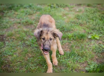 Welpe JOE - der süße Rüde freut sich auf tolle Abenteuer mit seiner Familie!