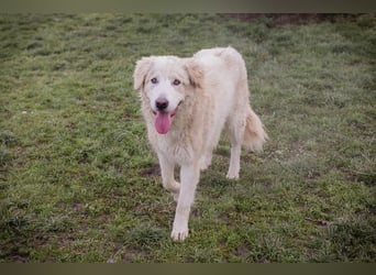 Chip-Nr. 249319 - das freundliche Kerlchen freut sich auf tolle Abenteuer mit seiner Familie!