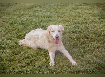 Chip-Nr. 249319 - das freundliche Kerlchen freut sich auf tolle Abenteuer mit seiner Familie!