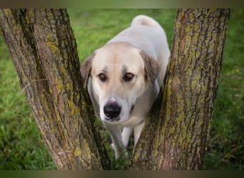 KAMILA - ruhige, nette und besonnene Herdenschutz-Mix-Hündin sucht erfahrene Familie
