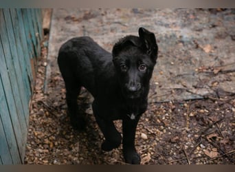 Welpe Chip-Nr. 264844 - der süße Racker freut sich auf spannende Abenteuer mit seinen Menschen!