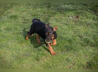 Welpe ABBY - ich suche eine Familie die mich liebt und niemals alleine lässt...