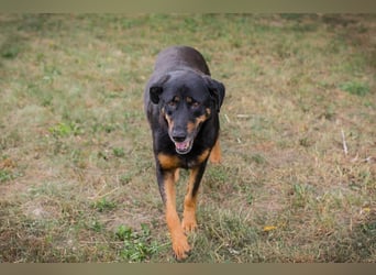 DEGAS - der ausgeglichene, ruhige Rüde träumt von einem liebevollen Für-Immer Zuhause