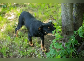 Welpe LESEDI - die aufgeweckte kleine Maus freut sich auf tolle Abenteuer mit ihren Menschen!